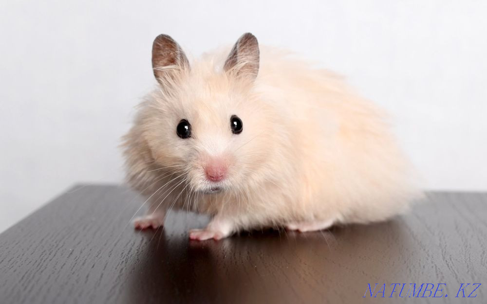 Syrian hamsters Rudnyy - photo 3