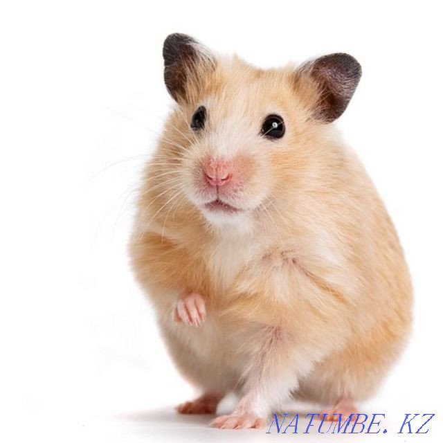 Syrian hamsters Rudnyy - photo 2