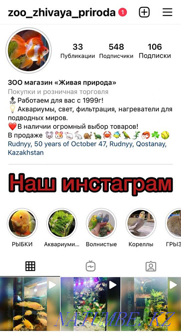 Syrian hamsters Rudnyy - photo 5