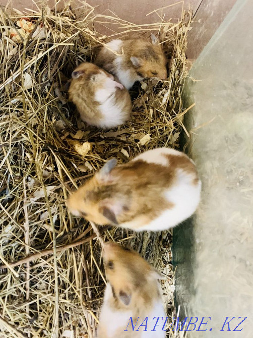 Syrian hamsters Rudnyy - photo 4