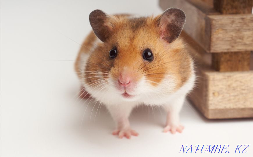 Syrian hamsters Rudnyy - photo 1