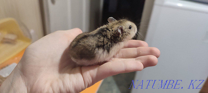 Djungarian hamster for sale Temirtau - photo 3