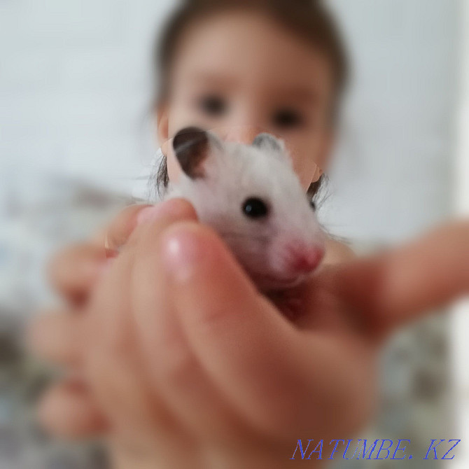 Syrian hamsters Semey - photo 1