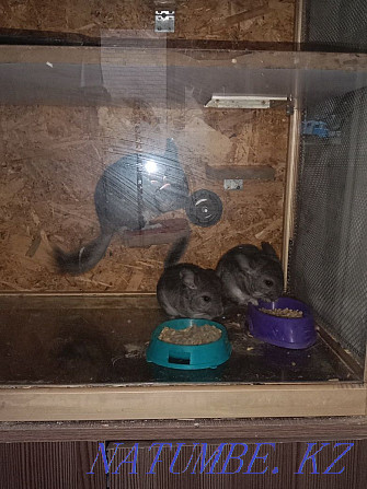 Selling chinchillas. Taldykorgan - photo 1