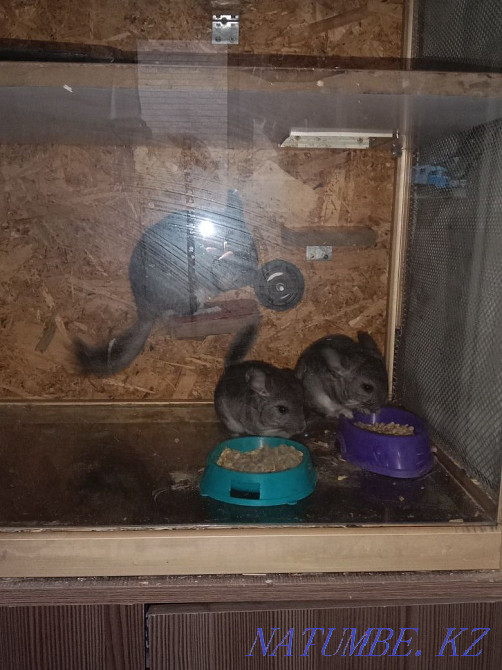 Продам шиншилят. Талдыкорган - изображение 1
