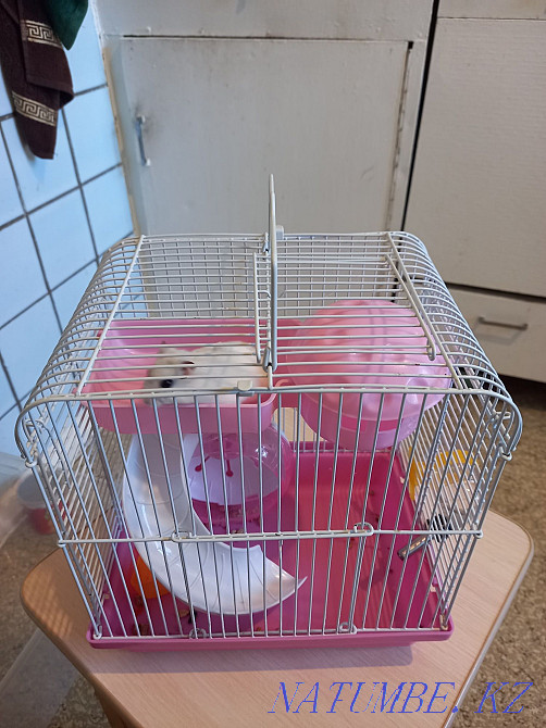 hamster with cage for sale Pavlodar - photo 1