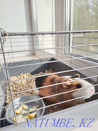 Sell guinea pig  - photo 3