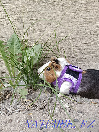 Sell guinea pig  - photo 2