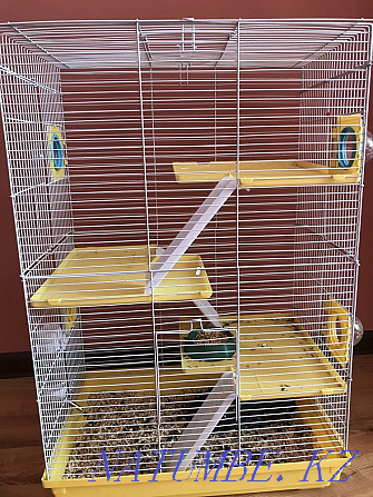 Rat for sale with cage  - photo 4