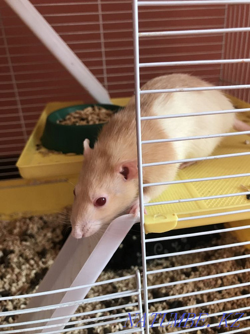 Rat for sale with cage  - photo 3