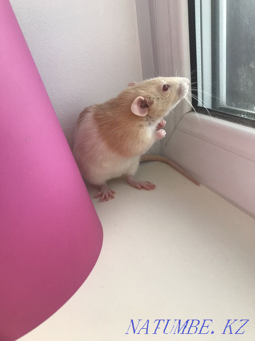 Rat for sale with cage  - photo 1