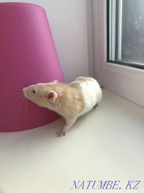 Rat for sale with cage  - photo 2