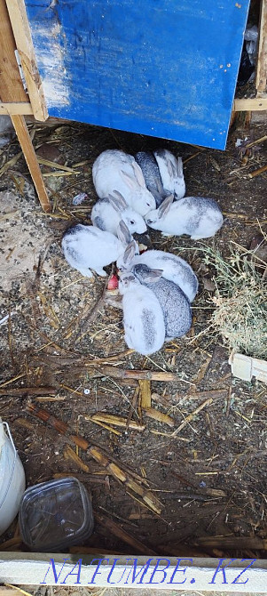 Зайцы разных возрастов Актау - изображение 3