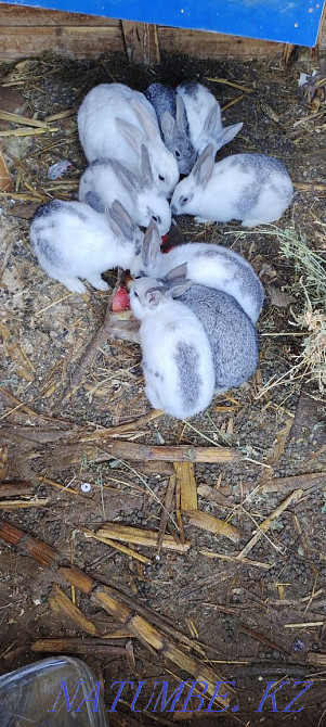 Зайцы разных возрастов Актау - изображение 4