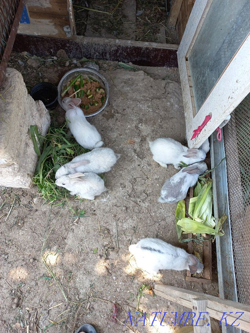 Зайцы разных возрастов Актау - изображение 2