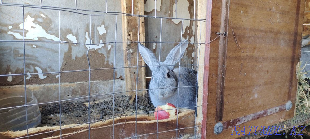 Зайцы разных возрастов Актау - изображение 5