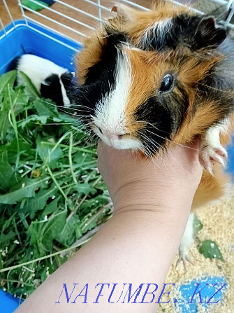 Guinea pigs girl and boy Karagandy - photo 1