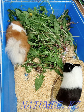 Guinea pigs girl and boy Karagandy - photo 4