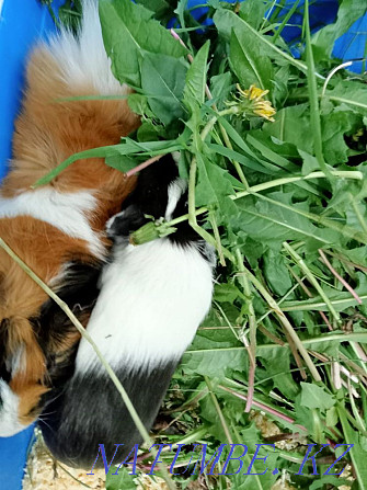 Guinea pigs girl and boy Karagandy - photo 3