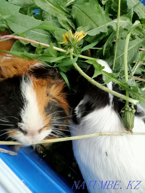 Гвинея шошқалары қыз бен ұл  Қарағанды - изображение 2