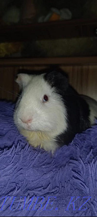 sell guinea pig Rudnyy - photo 1