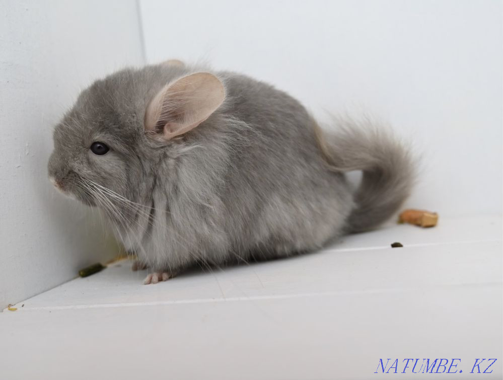 Chinchilla Astana - photo 4