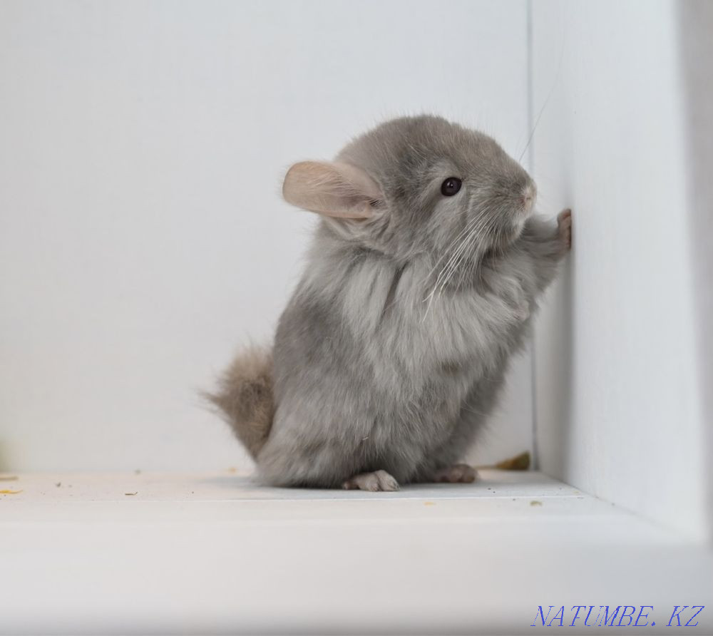 Chinchilla Astana - photo 5