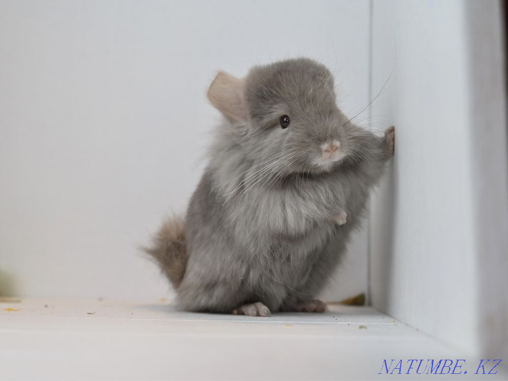 Chinchilla Astana - photo 1