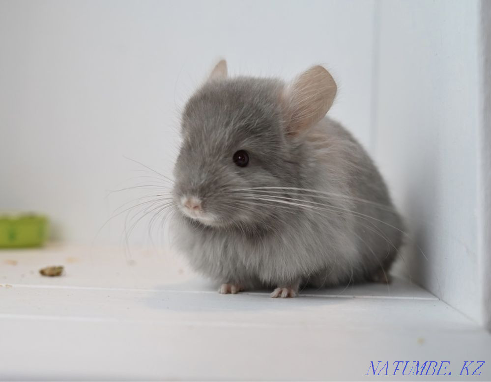 Chinchilla Astana - photo 3