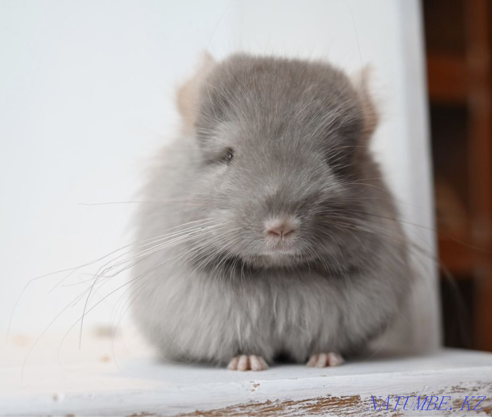 Chinchilla Astana - photo 2