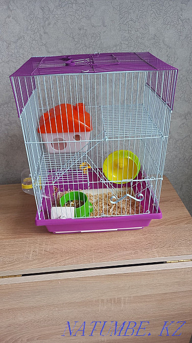 Cage + Djungarian hamster Боралдай - photo 1
