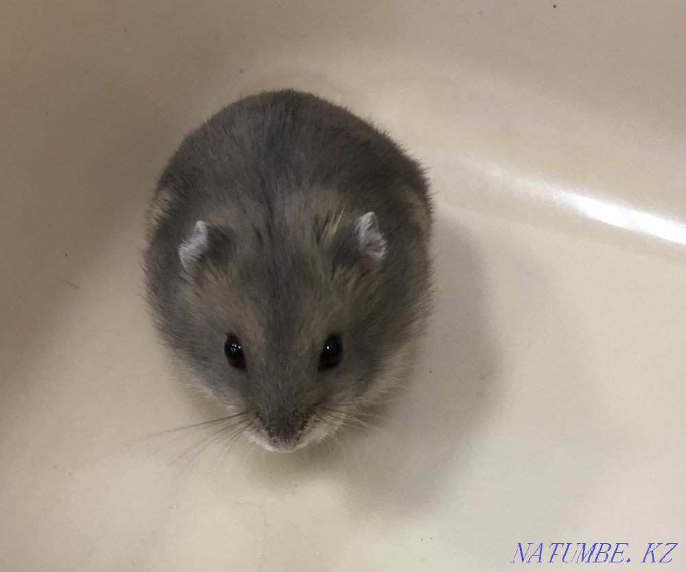 Djungarian hamsters Astana - photo 3