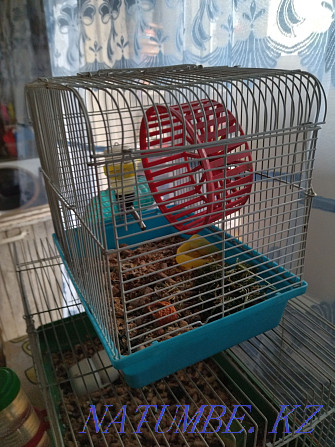 Hamster with a small cage Almaty - photo 4