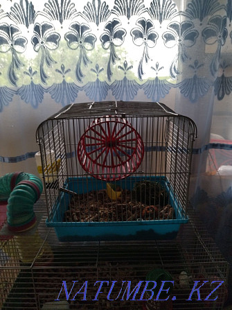 Hamster with a small cage Almaty - photo 2