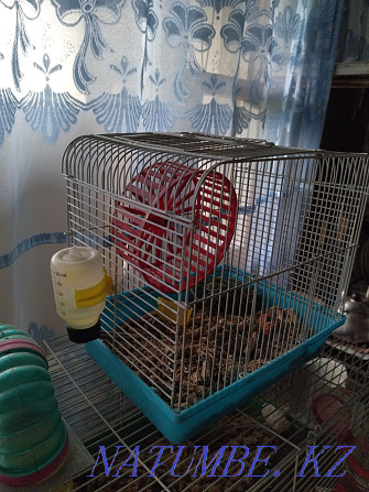 Hamster with a small cage Almaty - photo 3