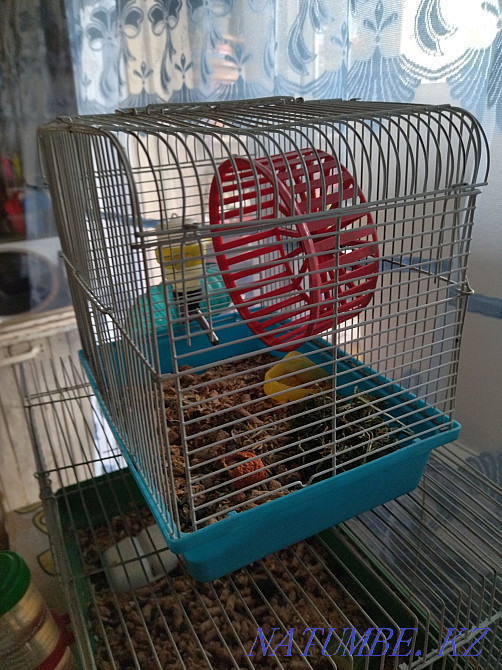 Hamster with a small cage Almaty - photo 4