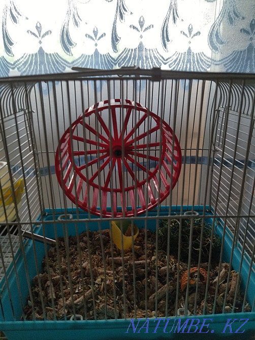 Hamster with a small cage Almaty - photo 1