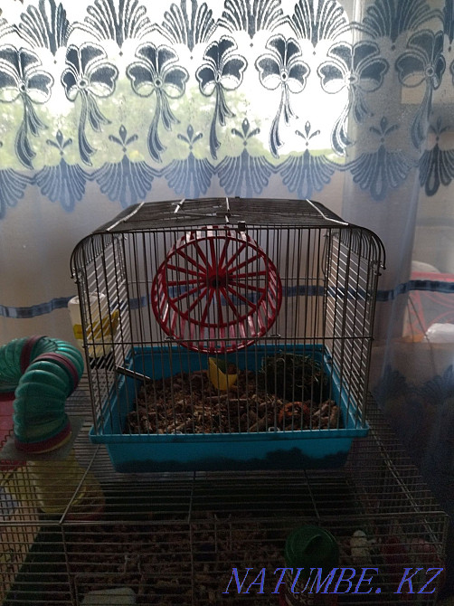 Hamster with a small cage Almaty - photo 2
