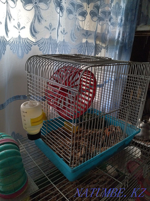 Hamster with a small cage Almaty - photo 3