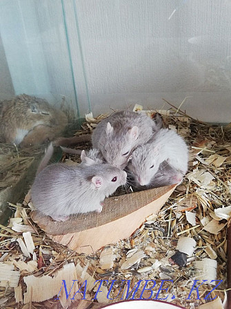 Mongolian gerbil Kostanay - photo 2