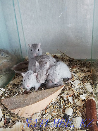 Mongolian gerbil Kostanay - photo 1