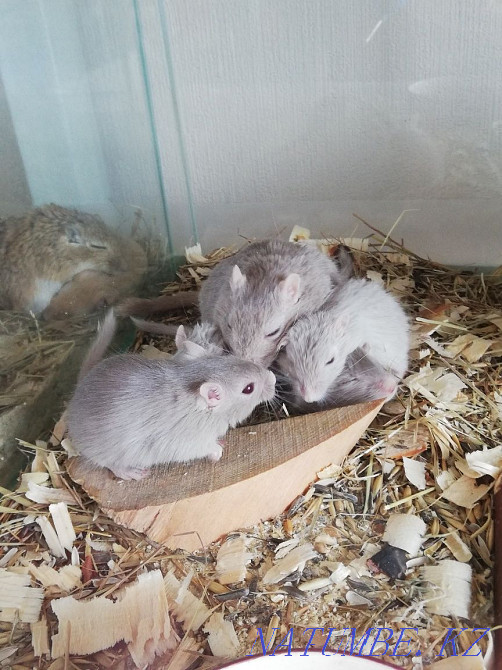 Mongolian gerbil Kostanay - photo 2