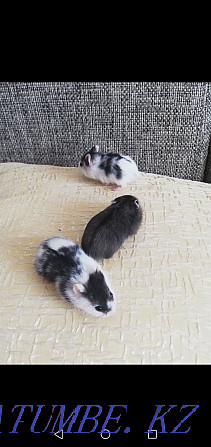 Djungarian hamsters Kostanay - photo 2