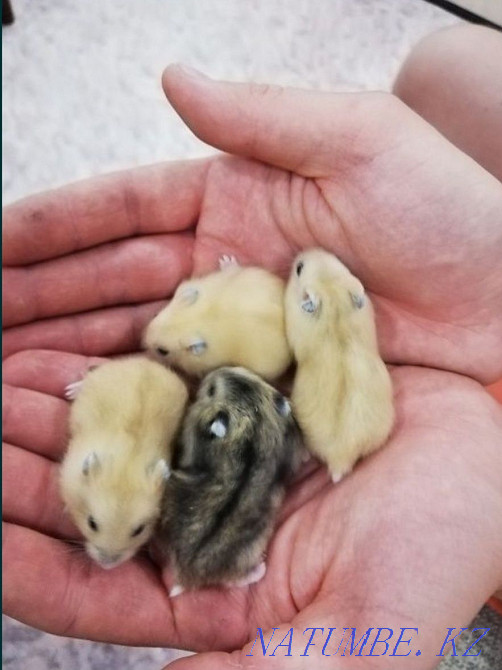 Djungarian hamsters Kostanay - photo 3