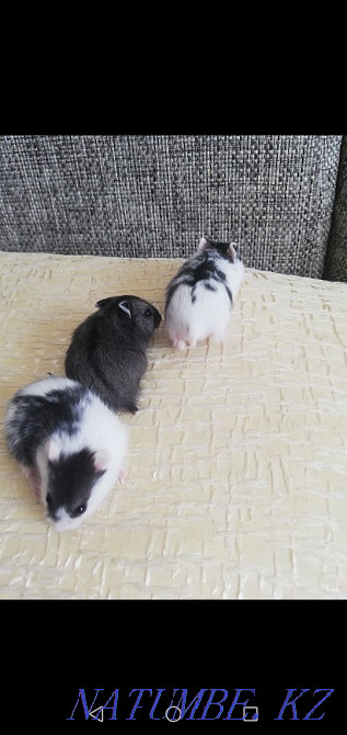 Djungarian hamsters Kostanay - photo 5