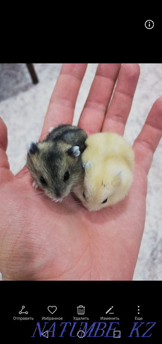 Djungarian hamsters Kostanay - photo 1