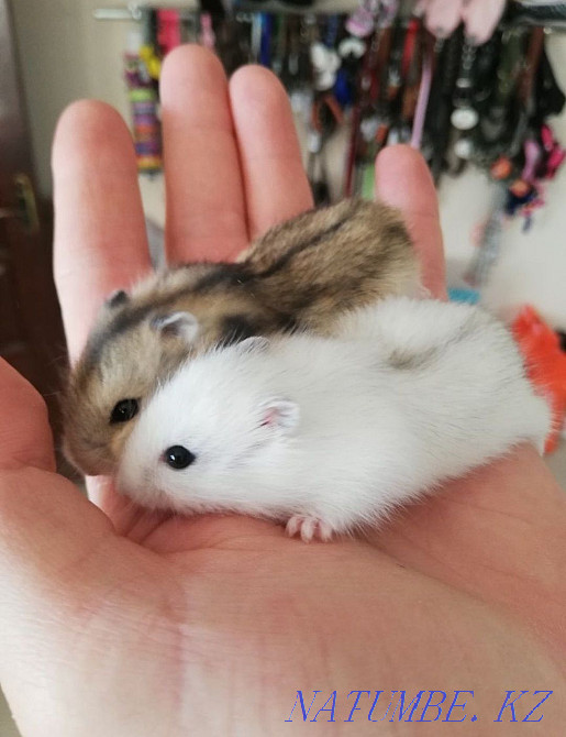 Djungarian hamsters Kostanay - photo 4