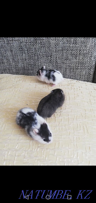 Djungarian hamsters Kostanay - photo 2