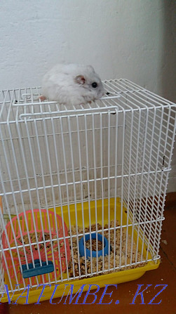 Djungarian hamster for sale Astana - photo 2