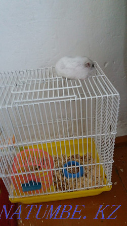 Djungarian hamster for sale Astana - photo 1